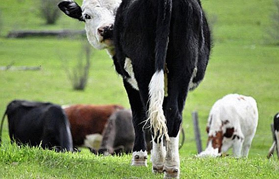 Proč potřebujeme ocas pro krávu a co to znamená, když k nim vlní