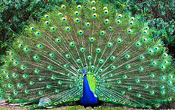Why the peacock spreads its tail