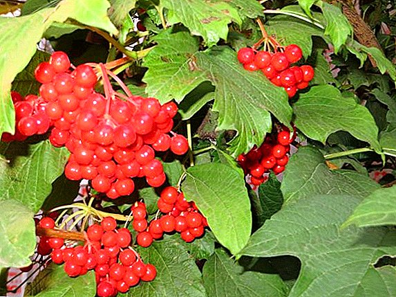 Preparation of viburnum for the winter, the best recipes