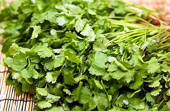 Preparation of cilantro for the winter: drying, freezing, salting, storage in marinade