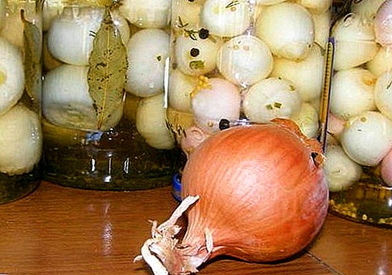Harvesting onions for the winter: the best recipes