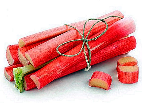 Harvesting rhubarb for the winter: how to save a vegetable
