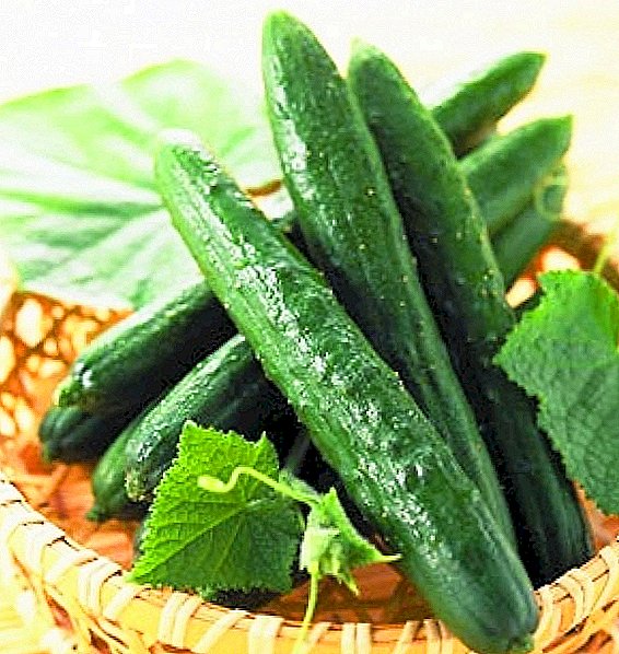 Overseas miracle: Chinese cucumber varieties