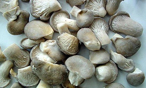 Freezing oyster mushrooms for the winter: a step-by-step recipe with photos