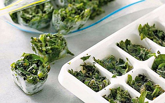 Freezing greens for the winter: the best recipes