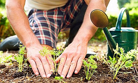 Protect the garden from pests folk remedies: soda, vinegar, chalk, tar soap