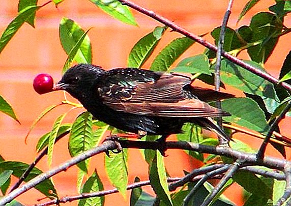Protection of cherries and cherries from starlings, sparrows and other birds