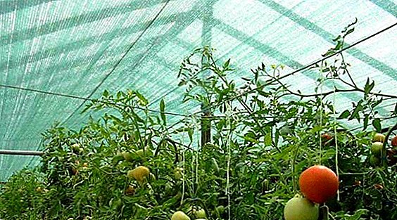 Greenhouse shading net: why and how to shade a greenhouse