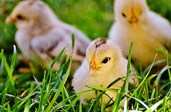 Greens in the nutrition of chickens