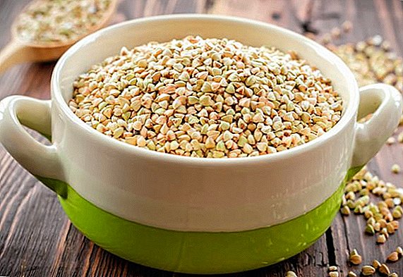 Green buckwheat: calorie, composition, benefit and harm