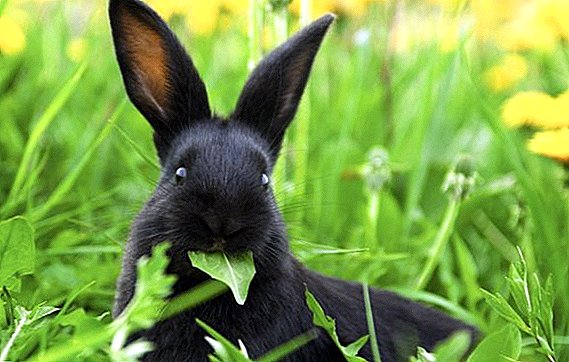 อาหารกระต่ายสีเขียว