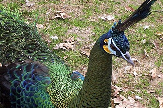Green Peacock: à quoi ça ressemble, où il vit, ce qu'il mange