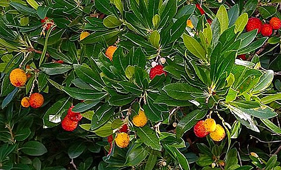Erdbeerbaum: Verwendung, vorteilhafte Eigenschaften und Kontraindikationen