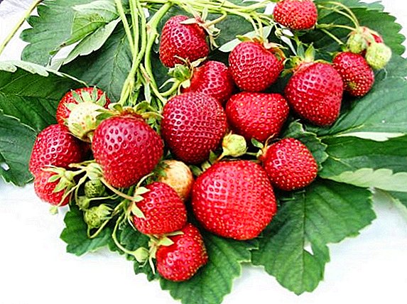 Strawberry Victoria: Dikim ve bakım konusunda en iyi ipuçları