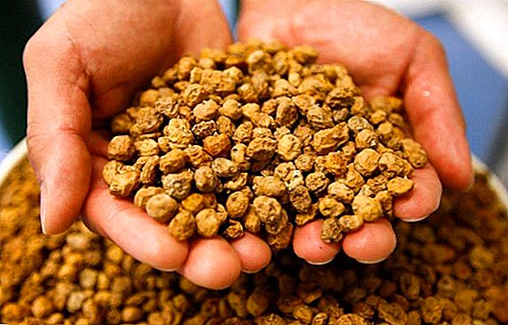 Earthen Almonds (Chufa): Kasvavat säännöt ja hyödylliset ominaisuudet