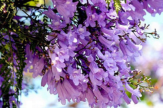 Jacarandá, ou árvore violeta: crescendo em casa