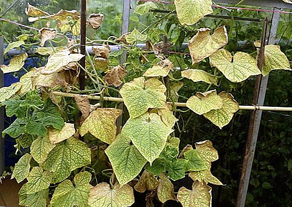 Les feuilles de concombre jaunissent et sèchent: causes et façons de se battre