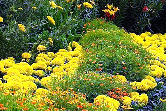 Yellow flowers for planting in the garden (with photo)