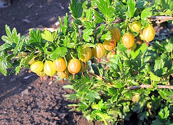 Honey gooseberry yellow: characteristics, advantages and disadvantages of the variety, cultivation agrotechnology