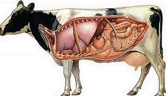معدة البقر: الهيكل والانقسامات ووظائفها