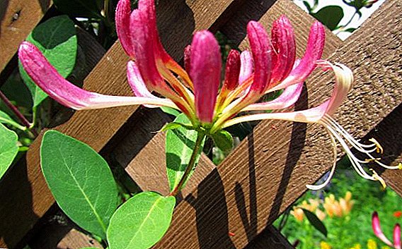 Decorative honeysuckle: description and photo of varieties for the dacha