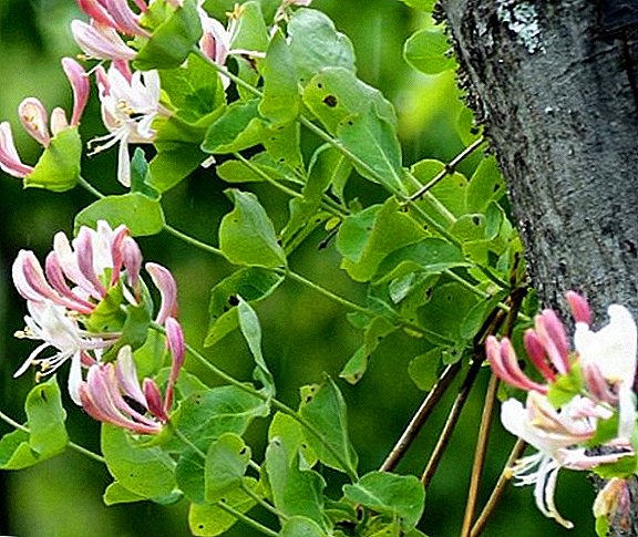 Honeysuckle Capricoleum (geit, geurend): groeit in de tuin