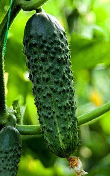 "Residents" of the North: cucumbers in Siberia