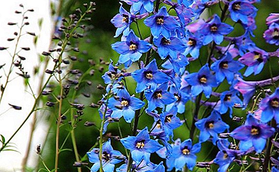 Live lace in the flower bed, how to grow a delphinium on your site