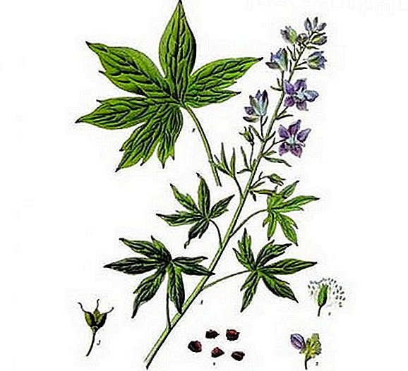 Larkspur and its magical healing properties