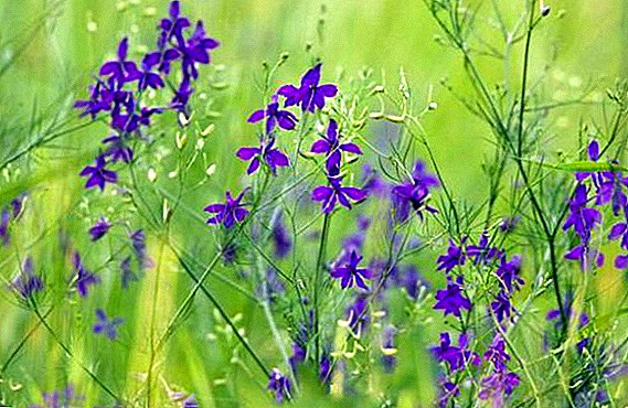 Larkspur field (hedgehog sowing): what is the use and how to use the plant