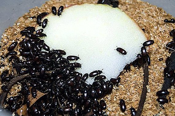 Medicine beetle: use in medicine and cancer treatment