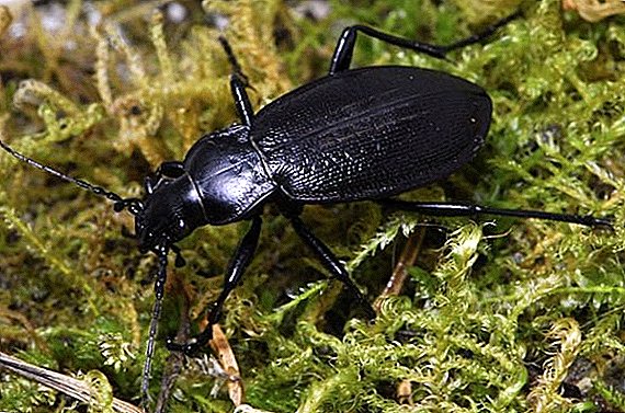 Ground beetle in the garden: description of the insect, what to do when a beetle is found