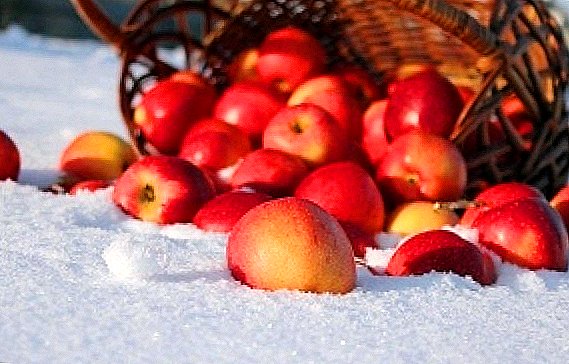 Variedades de manzanas de invierno: Antonovka y Sunrise.