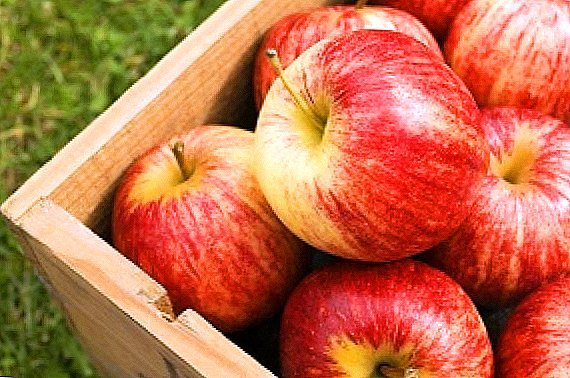 Vinter æble sorter til Moskva regionen