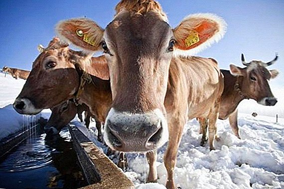 冬の放牧家畜