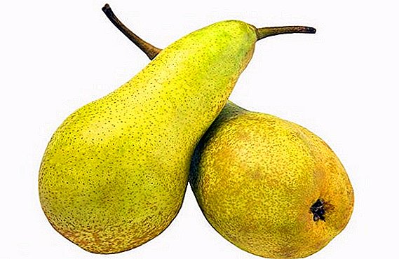 Winter Pear "Cure": kenmerken, voor- en nadelen