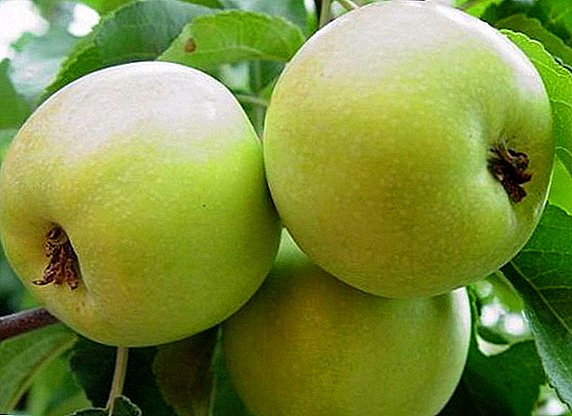 Zimska jabolka "Bratchud": značilnosti in skrivnosti uspešnega gojenja