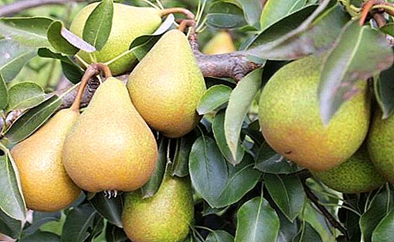 Meet the pear varieties Kokinskaya
