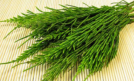Acquainted with the healing properties of horsetail