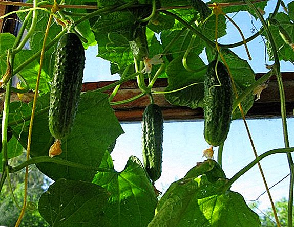 Get acquainted with the best varieties of cucumbers for the balcony