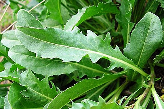 Get acquainted with the best varieties of arugula