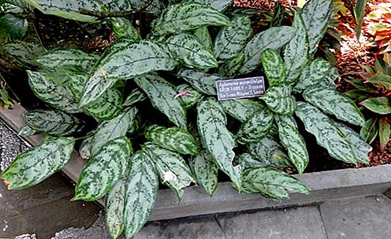 Get acquainted with the most popular types of aglaonema