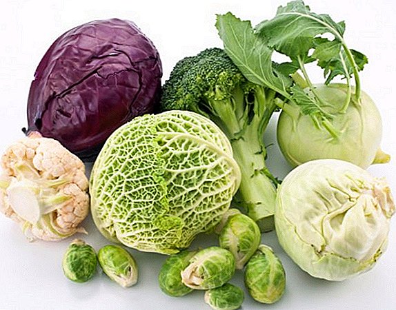 Get acquainted with the main types of cabbage