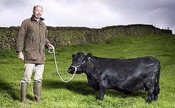 Get acquainted with the features of breeding and maintenance of dwarf cows