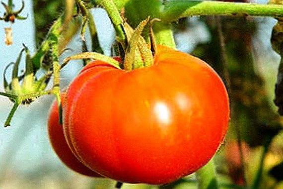 Kami berkenalan dengan ciri-ciri tomato "Siberia awal"