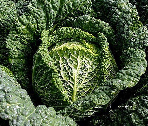 Get acquainted with the popular varieties of savoy cabbage
