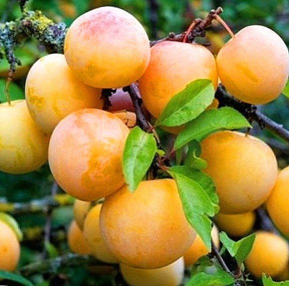 Get acquainted with the popular varieties of yellow plum