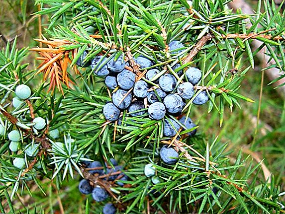Get acquainted with common species and varieties of juniper