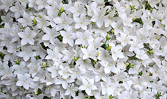Get acquainted with the most popular types of campanula.
