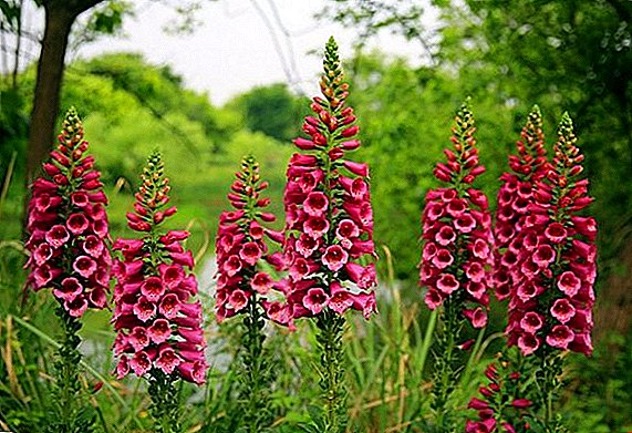 Get acquainted with the most common types of digitalis